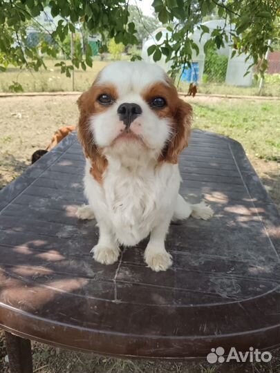 Кавалер кинг чарльз спаниель 4 года