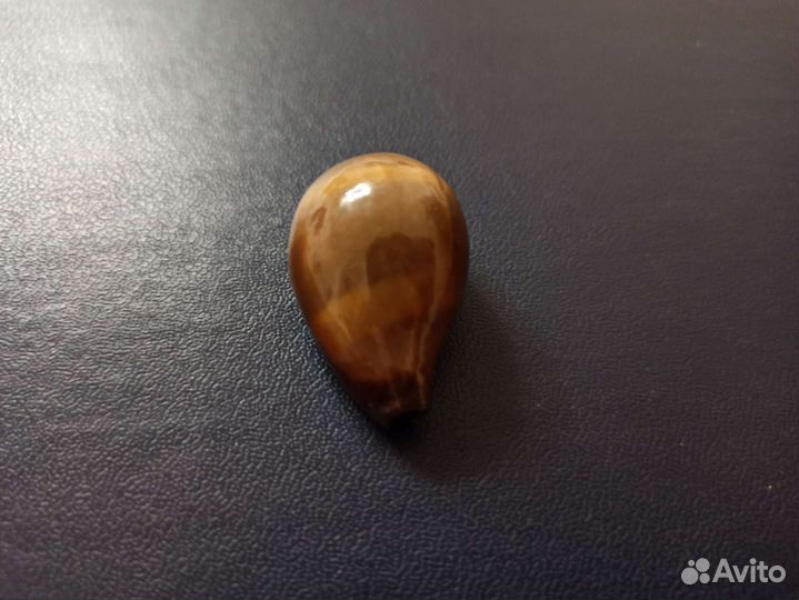 Морская раковина