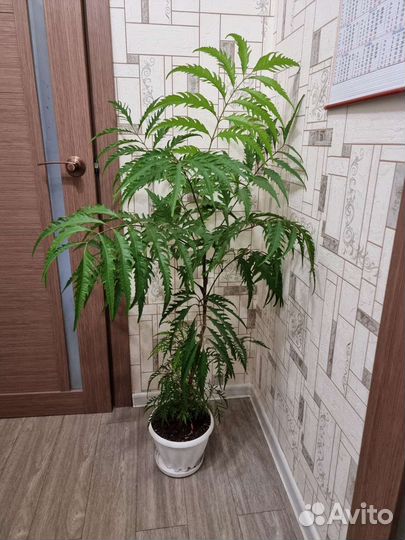 Полисциас кустарниковый