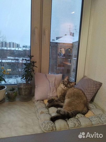 Кошка в дар бесплатно