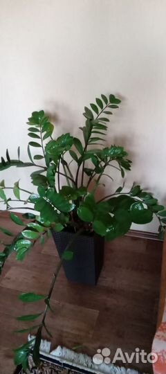 Комнатные растения цветы