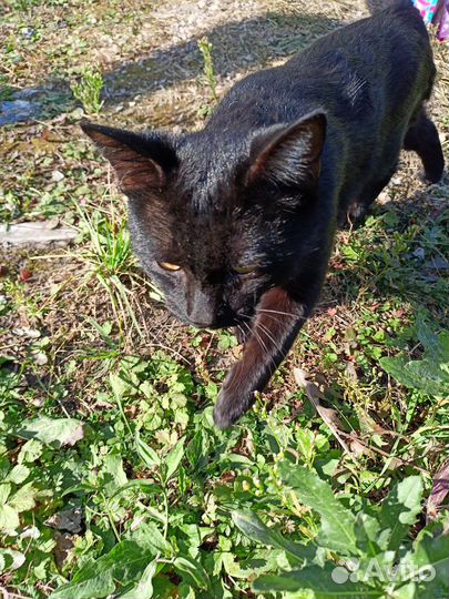 Черного котика выбросили на промзоне