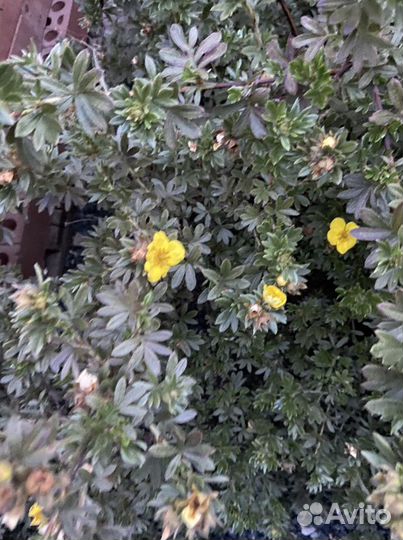 Лапчатка кустарниковая жёлтая