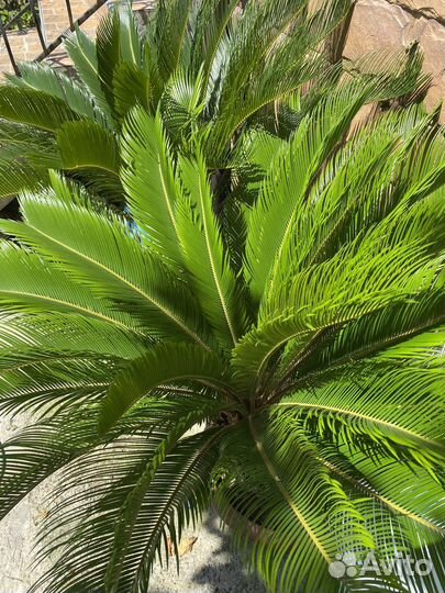 Саговая пальма (саговник, цикас)