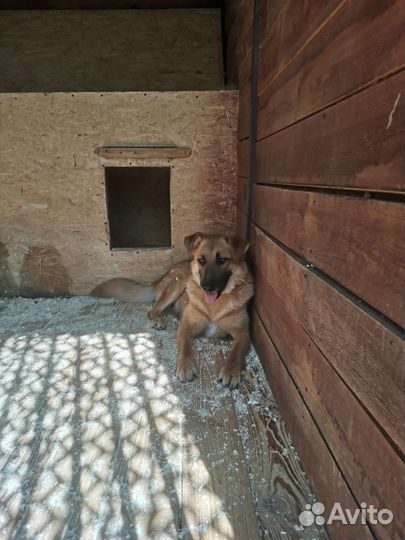 Собака страдает в приюте