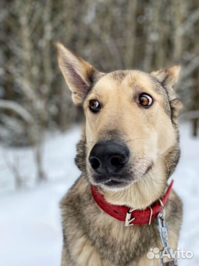 Обаятельный Марли ищет дом