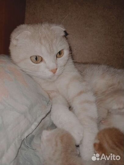 Шотландская вислоухая кошка бесплатно