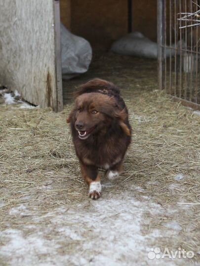 Красотка Мишель (из приюта)