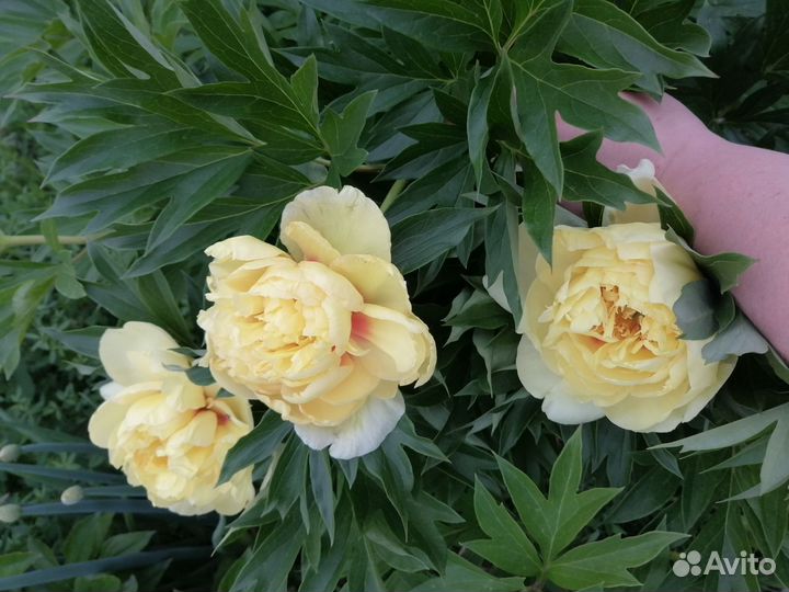 Корень жёлтого пиона