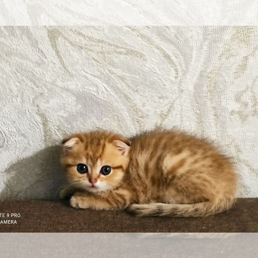 Шотландская вислоухая кошка