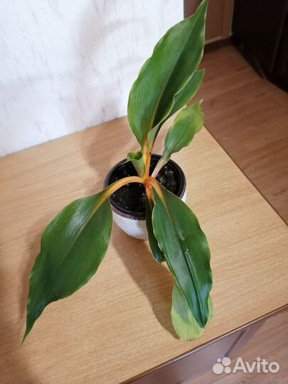 Орхидаструм,Бегония тигровая,Фиста