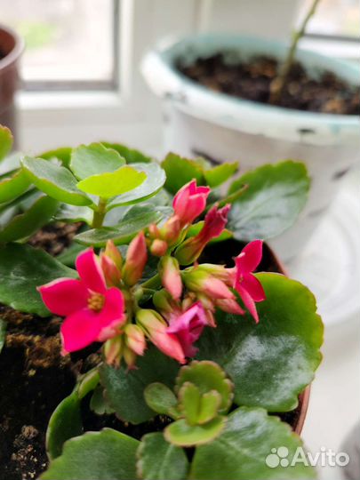 Каланхоэ цветущий