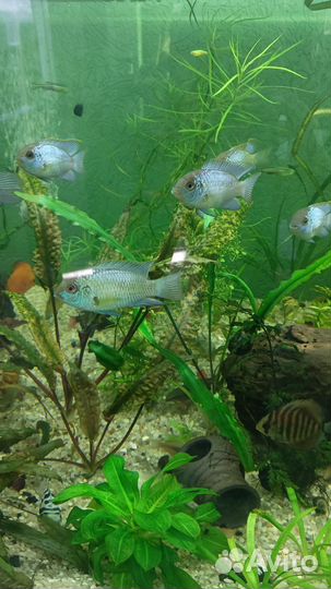 Аквариумные рыбки