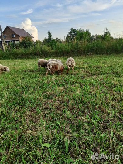 Овцематки, баран, барашки