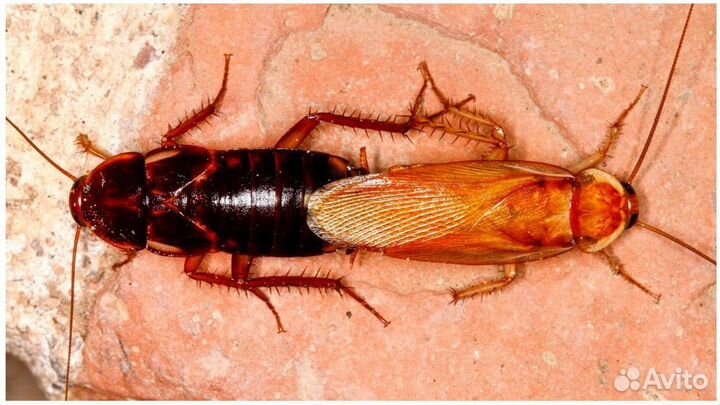 Кормовые насекомые