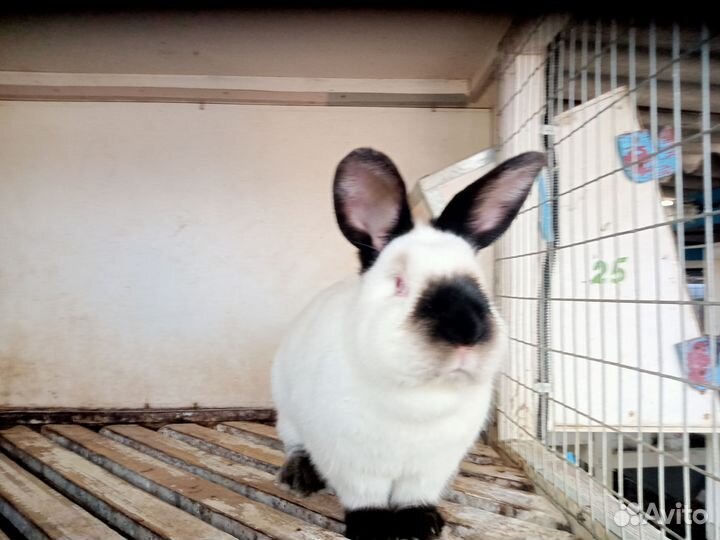 Кролики мясных пород