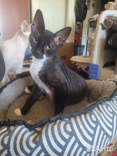 Кошечка сфинкс браш