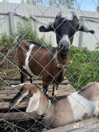 Домашнее козье молоко