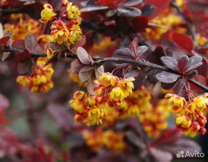Барбарис Суперба