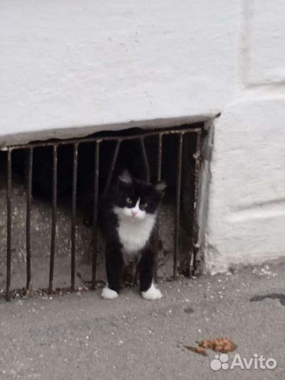 Котик бесплатно