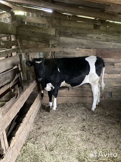 Телка на мясо