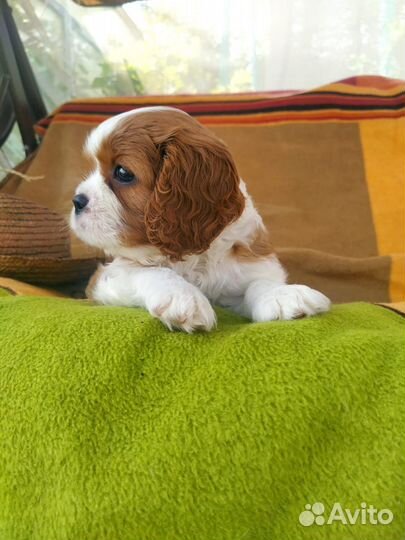 Кавалер кинг чарльз спаниель