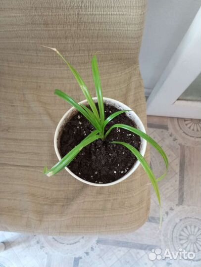 Пальма пандаус