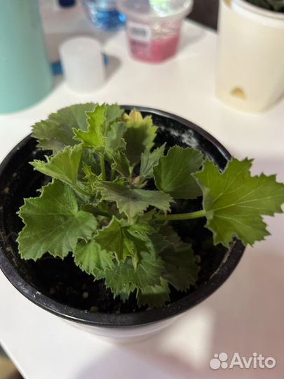 Комнатные растения - хойа, пеларгония, декабрист