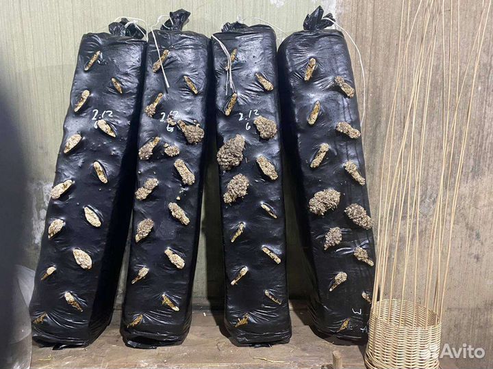 Готовый грибной бокс вешенки