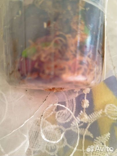 Орхидея Phal. Jeannette Brandon