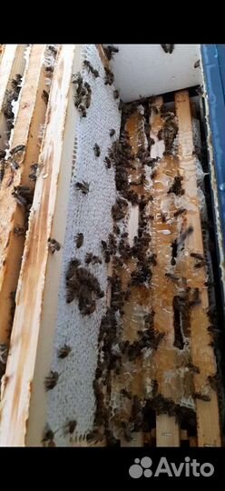 Продам мед оптом