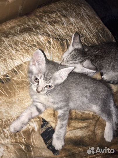 Котята помесь шотландца и британца