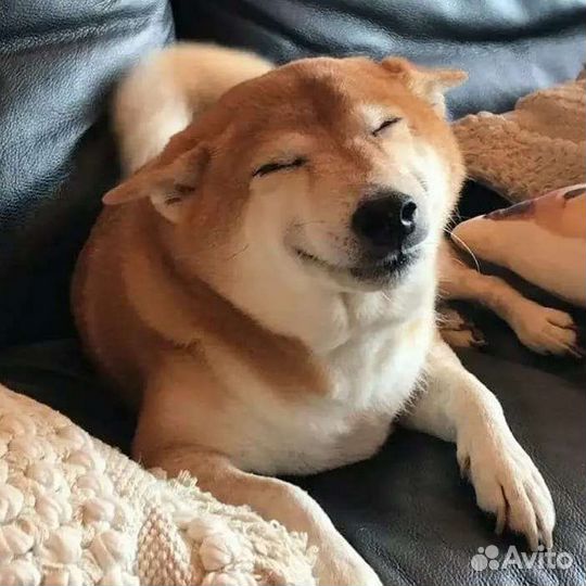 Мини гостиница для животных