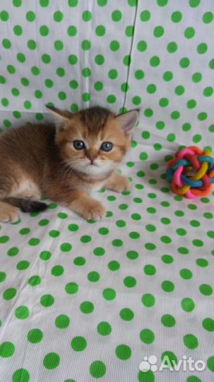 Золотая шиншилла. Котята