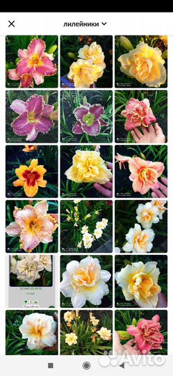 Многолетние цветы