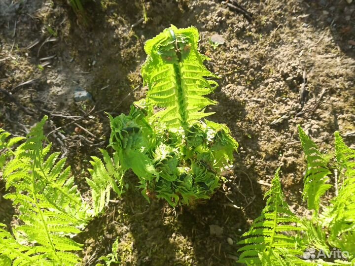 Папоротник