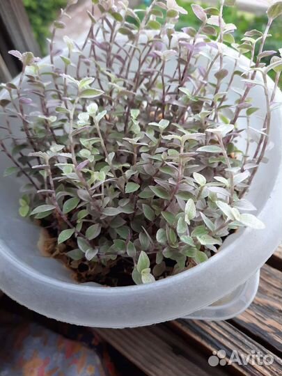 Каллизия ползучая 