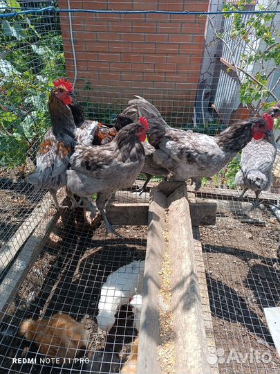 Петушки Андалузские голубые