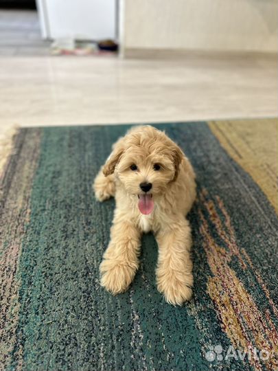 Щенки мальтипу f1 мини