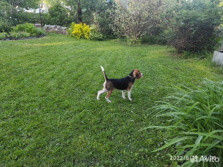 Кобель вязка Бигль