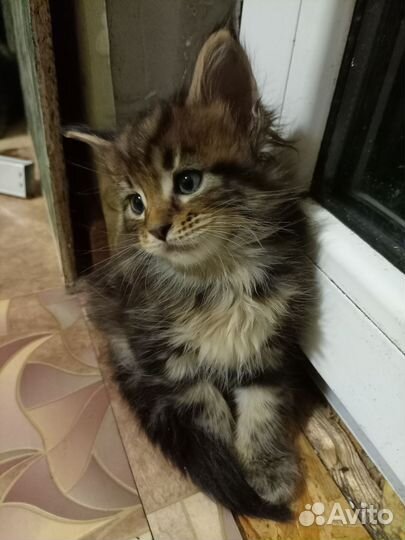 Котята мейн-кун