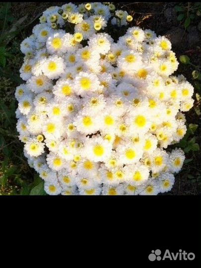 Хризантемы