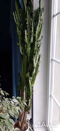 Молочай трехгранный