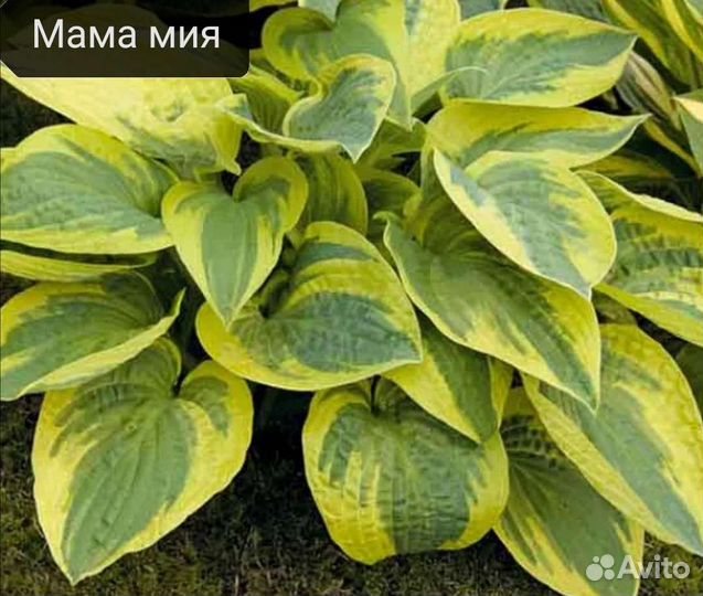 Хоста растение