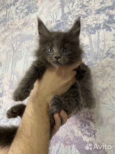 Котята мейн-кун