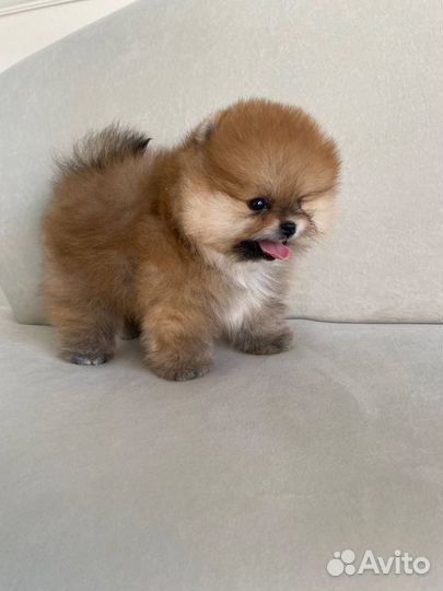 Померанский шпиц мини мишка