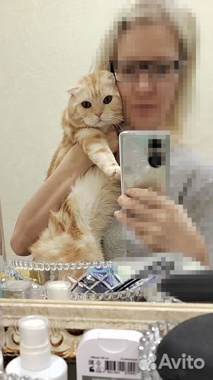 Шотландский вислоухий кот