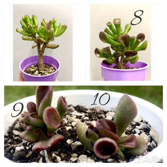 Сортовые крассулы вариегатная крассула толстянка