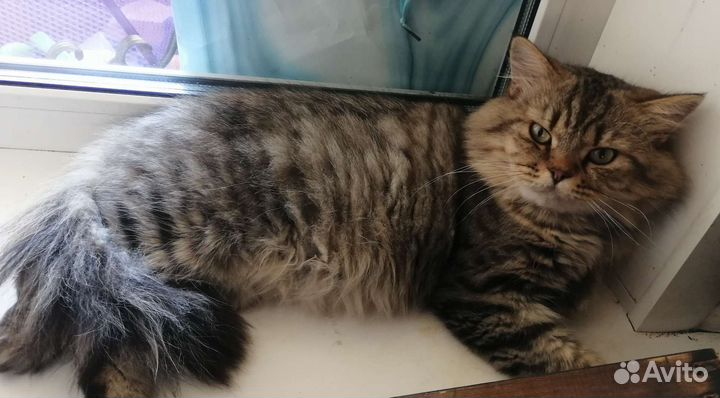 Сибирский кот