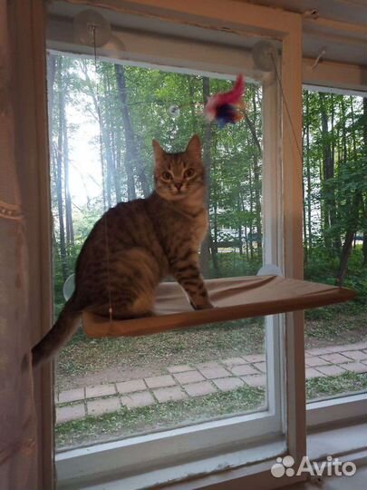 Гамак лежанка для кошек на окно